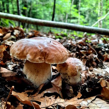 Mcastet, Casita Aranesa En El Valle De Aran ボソスト エクステリア 写真